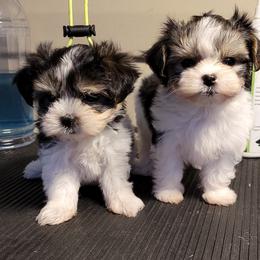 Maltese and Morkie Puppies from K and E Small Breed Puppies