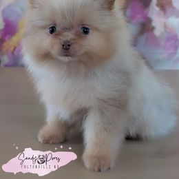 Benny - Lavender male Pomeranian puppy in Fultonville, New York from Sandy Aussies & Pomeranians