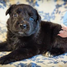 Nova - Black & white female Australian Shepherd puppy in Honeoye Falls, New York from Soaring SKKY Australian shepherds
