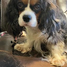 Spotty - Cavalier King Charles Spaniel