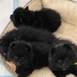 Pomeranians from BE North GA Pomeranians