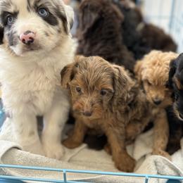 Aussiedoodle, Bulldog, Miniature Australian Shepherd, Poodle, and Toy Australian Shepherd Puppies from Mowry Creek Mini Aussiedoodles and More