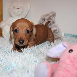 Boy 2 - Red male Dachshund puppy in Craig, Colorado from Rocky Mountain Shih Tzus and Dry Creek Miniature Dachshunds