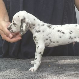 Boy 7 - White and liver brown Dalmatian puppy in Richmond, Virginia from Darrfield