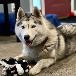 Arwen - Siberian Husky