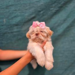 Snow - Cream and white female Shih Tzu puppy in Azusa, California from RJ Shih Tzu lover