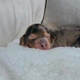 Oliver - Dapple male Dachshund puppy in Strafford, Missouri from LL Weens