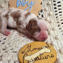 TBD Boy - Blenheim male Cavalier King Charles Spaniel puppy in Kermit, West Virginia from Stonecoal Cavaliers