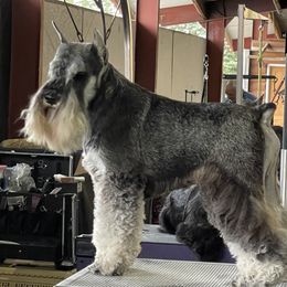 Killian - Miniature Schnauzer