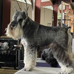 Killian - Miniature Schnauzer