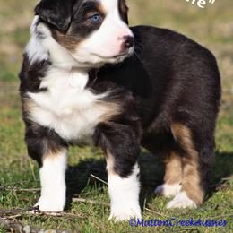 Miniature Australian Shepherd Puppies from Mutton Creek Aussies
