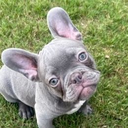 French Bulldogs from Famous Bullies Of Georgia