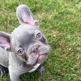 French Bulldogs from Famous Bullies Of Georgia