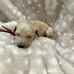 Goldendoodle Puppies from Sugar Doodles