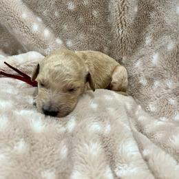 Goldendoodle Puppies from Sugar Doodles
