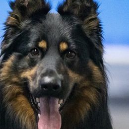 Bohemian Shepherd All Grown Up from Bohemia Schubertus