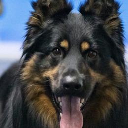 Bohemian Shepherd All Grown Up from Bohemia Schubertus
