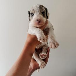 Paul - Blue merle and white male Sheepadoodle puppy in Wabash, Indiana from DOODCompany