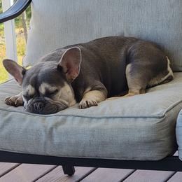 Stevie Nix - French Bulldog