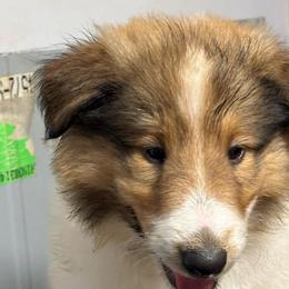 Arizona - Sable and white female Collie puppy in Norris City, Illinois from Hoskins Collies