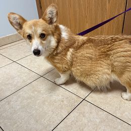 Zara - Pembroke Welsh Corgi