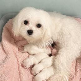 Haven - Maltese