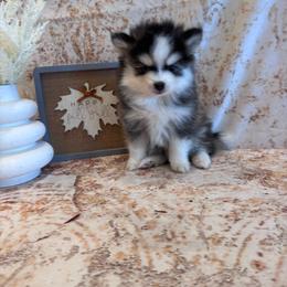 Porsche - Black and white female Pomsky puppy in Bucyrus, Missouri from Hill Top Pomskies