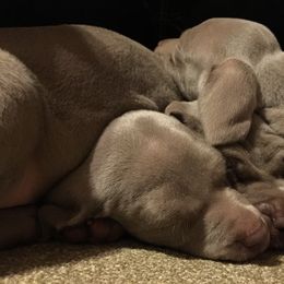Weimaraner Puppies from North Georgia Weims