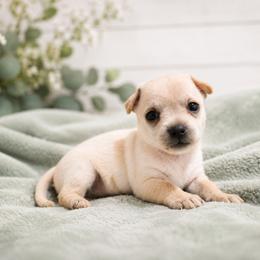 Chihuahua puppies from Music City Chi’s