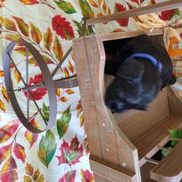 Miniature Schnauzer Puppies from Camp Creek Schnauzers