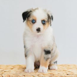 Dachshund and Miniature American Shepherd Puppies from Long Dog Inc.