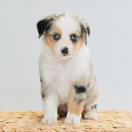Dachshund and Miniature American Shepherd Puppies from Long Dog Inc.