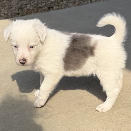 Girl 1 - female Border Collie puppy in Berkeley Springs, West Virginia from Sagehill Agility