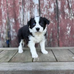 Parsley (Girl 1) - Black and white female Border Collie puppy in Mosheim, Tennessee from Elawodi Border Collies