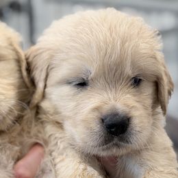 Sailor - Light golden male Golden Retriever puppy in Warrenton, Virginia from Four Lochs LLC