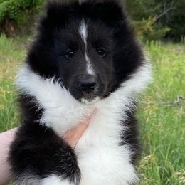 Shetland Sheepdog Puppies from Aral Shelties