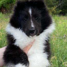 Shetland Sheepdog Puppies from Aral Shelties