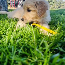 Tot - Golden male Golden Retriever puppy in Peyton, Colorado from Jana Belanger