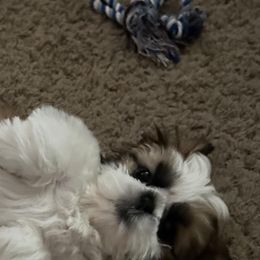 Shih Tzu Puppies from Delight Shihtzu
