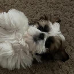 Shih Tzu Puppies from Delight Shihtzu