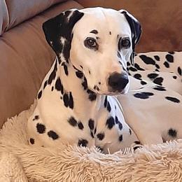 Enzo - Dalmatian