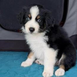 Gin - Black tri-color male Australian Shepherd puppy in Howardsville, Virginia from Spectacular Aussies and Cavaliers
