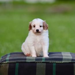 Rouge - Red male Bernedoodle puppy in Denham Springs, Louisiana from GimiPup Doodles