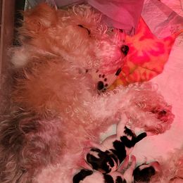 Daisy - Wire Fox Terrier