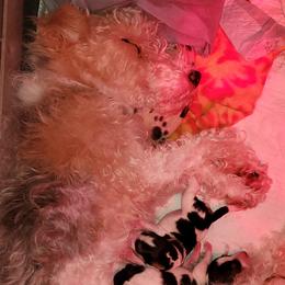Daisy - Wire Fox Terrier