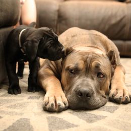 Cane Corso Puppies from Royal Cane Corso