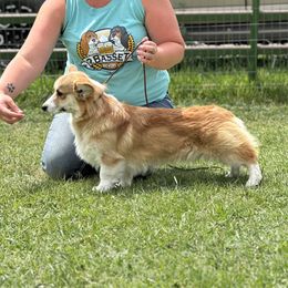 Gizmo - Pembroke Welsh Corgi