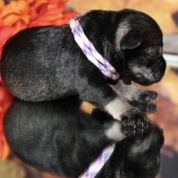 Miniature Schnauzer Puppies from Mystic Miniature Schnauzers