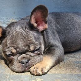 French Bulldogs from Best Frenchies 4 forever