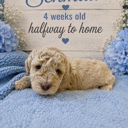 Schmidt - Apricot male Goldendoodle puppy in North Branch, Michigan from Graceful Miniature Goldendoodles